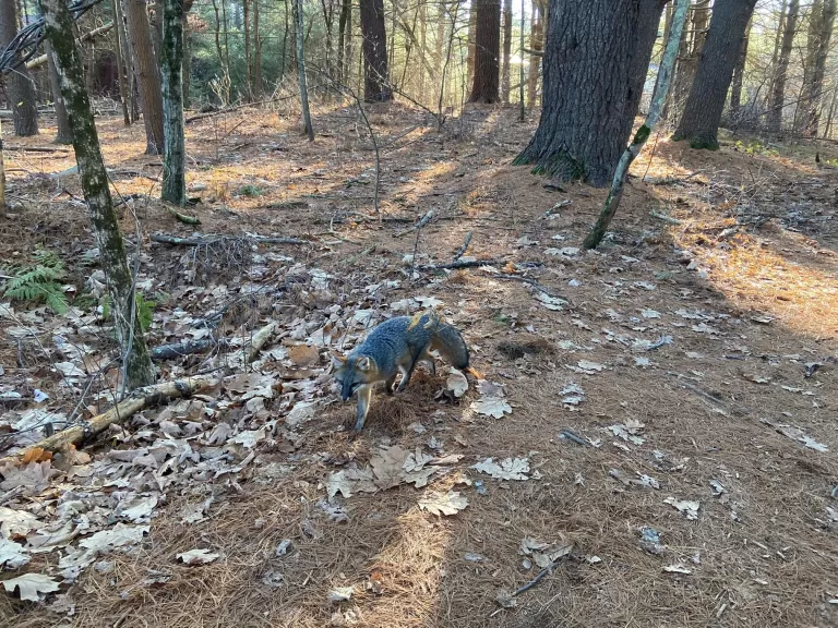 A gray fox at SVT's Memorial Forest in Sudbury, photographed by Loring Schwarz.