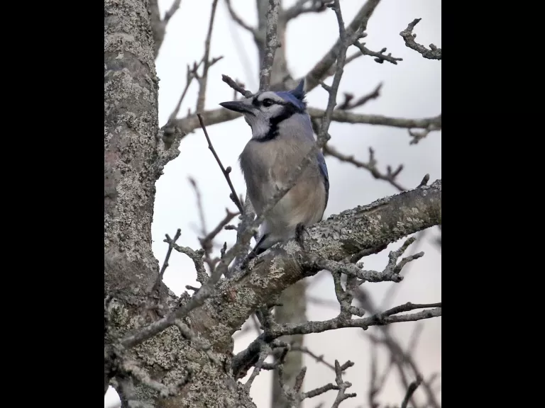 A blue jay at Breakneck Hill Conservation Land in Southborough, photographed by Steve Forman.