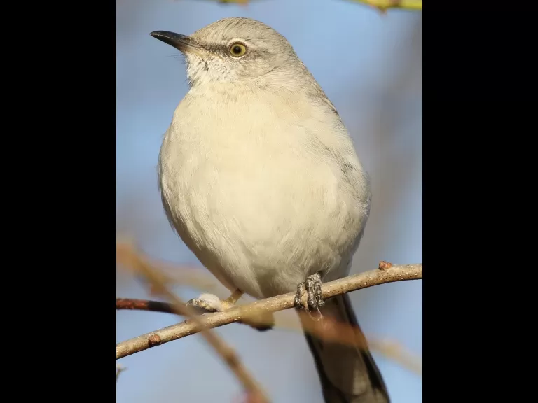 A blue jay at Breakneck Hill Conservation Land in Southborough, photographed by Steve Forman.