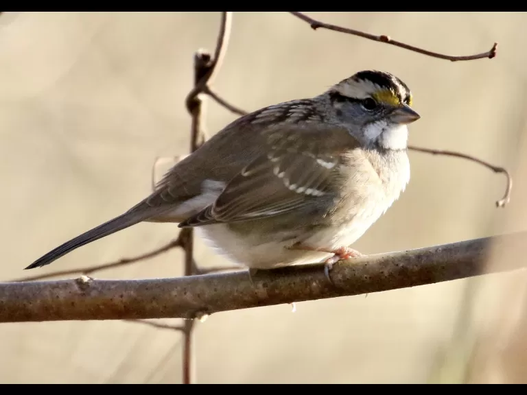 A blue jay at Breakneck Hill Conservation Land in Southborough, photographed by Steve Forman.