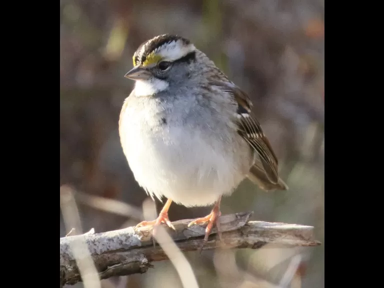 A blue jay at Breakneck Hill Conservation Land in Southborough, photographed by Steve Forman.