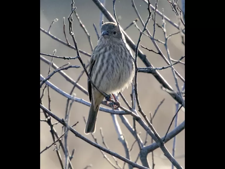 A house finch at Hager Pond in Marlborough, photographed by Steve Forman.