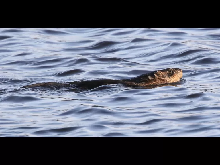 A house finch at Hager Pond in Marlborough, photographed by Steve Forman.
