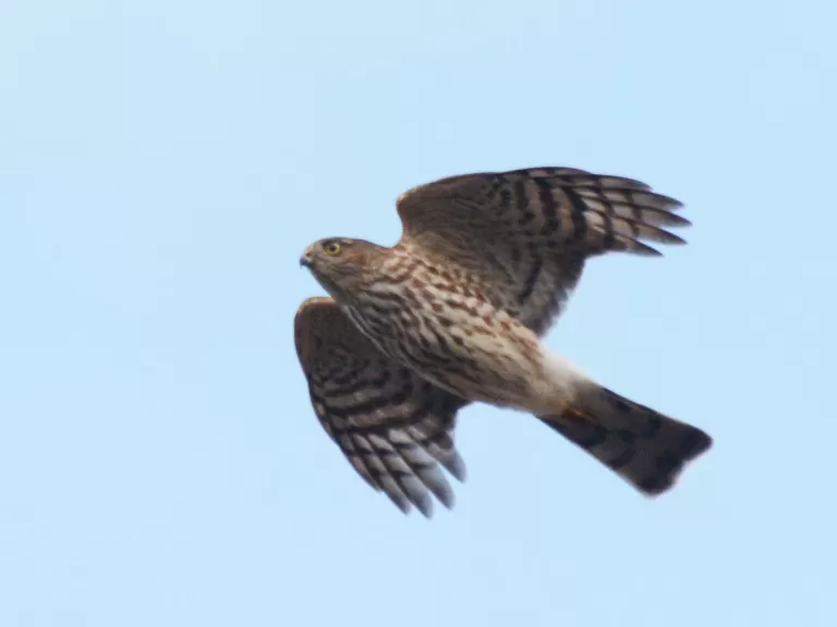A sharp-shinned hawk at Assabet River National Wildlife Refuge in Sudbury, photographed by Ron McAdow.