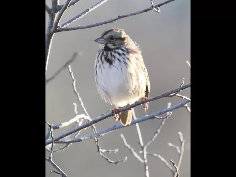 A house finch at Hager Pond in Marlborough, photographed by Steve Forman.