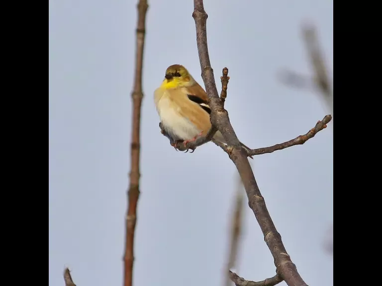 An American goldfinch at Breakneck Hill Conservation Land in Southborough, photographed by Steve Forman.