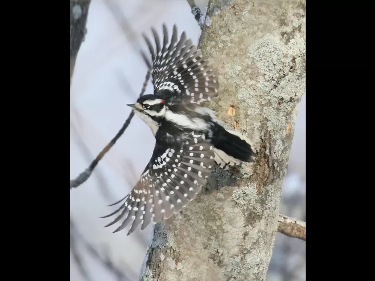 An American goldfinch at Breakneck Hill Conservation Land in Southborough, photographed by Steve Forman.