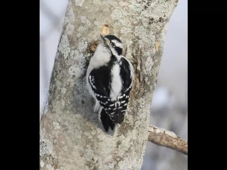An American goldfinch at Breakneck Hill Conservation Land in Southborough, photographed by Steve Forman.