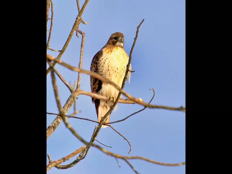 An American goldfinch at Breakneck Hill Conservation Land in Southborough, photographed by Steve Forman.