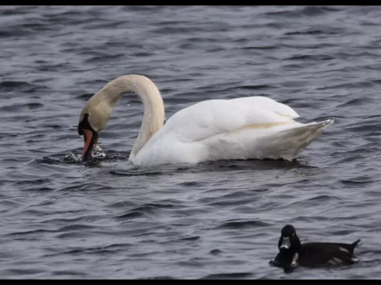 A mute swan at Delaney WMA in Harvard, photographed by Jason Shields.