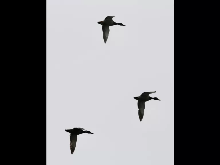 Mallards at Hager Pond in Marlborough, photographed by Steve Forman.