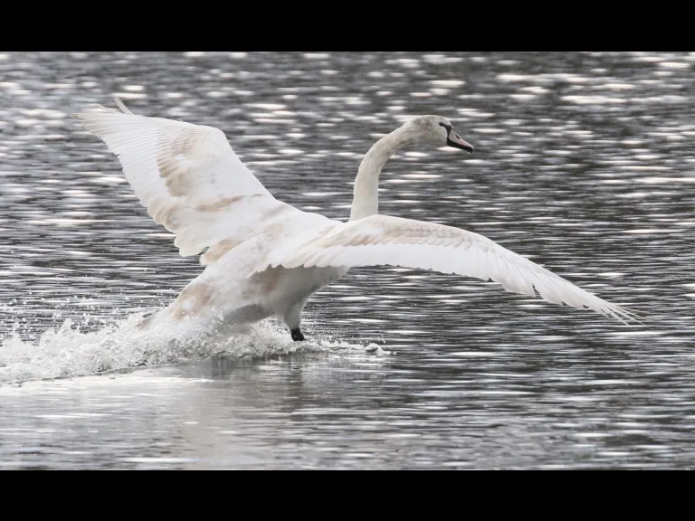 Mallards at Hager Pond in Marlborough, photographed by Steve Forman.