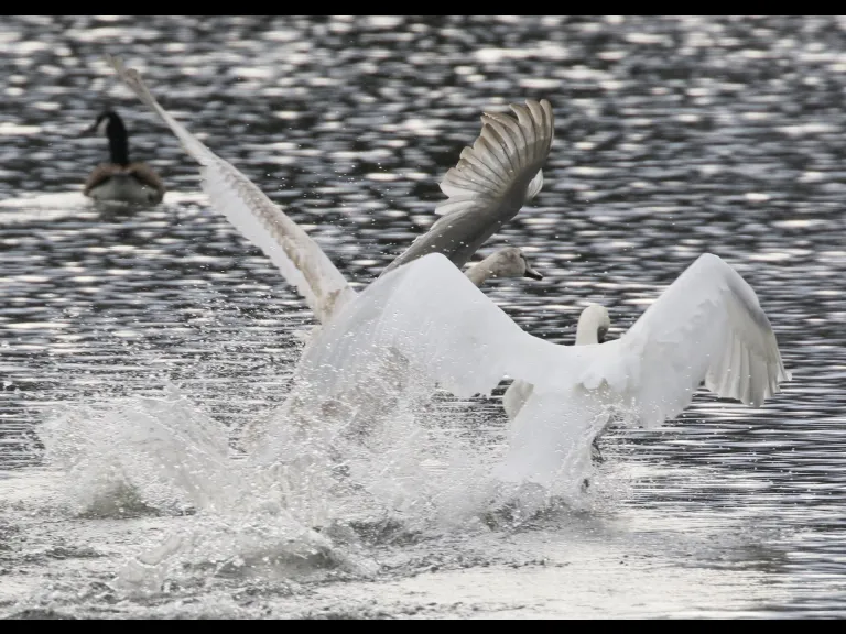Mallards at Hager Pond in Marlborough, photographed by Steve Forman.