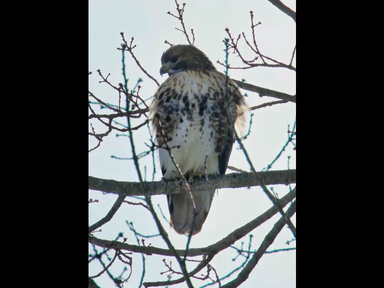 An American goldfinch at Breakneck Hill Conservation Land in Southborough, photographed by Steve Forman.