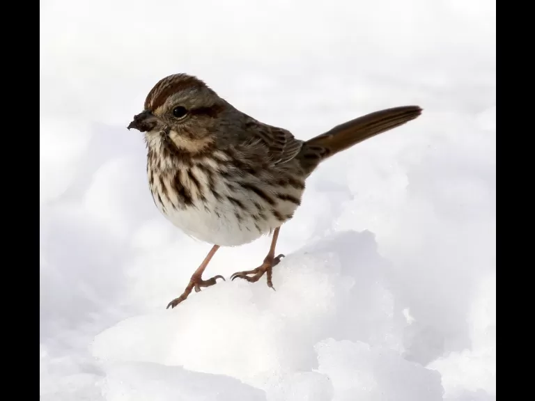 An American goldfinch at Breakneck Hill Conservation Land in Southborough, photographed by Steve Forman.