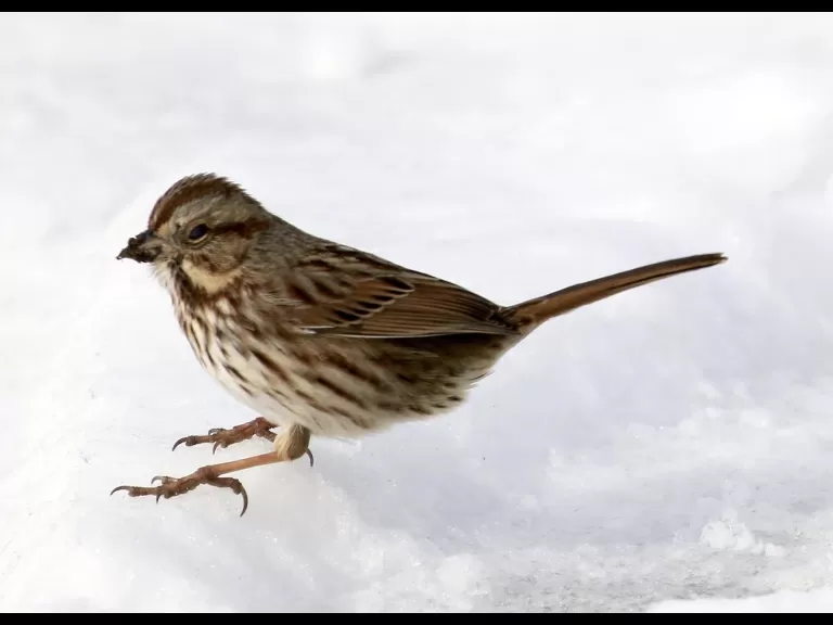 An American goldfinch at Breakneck Hill Conservation Land in Southborough, photographed by Steve Forman.