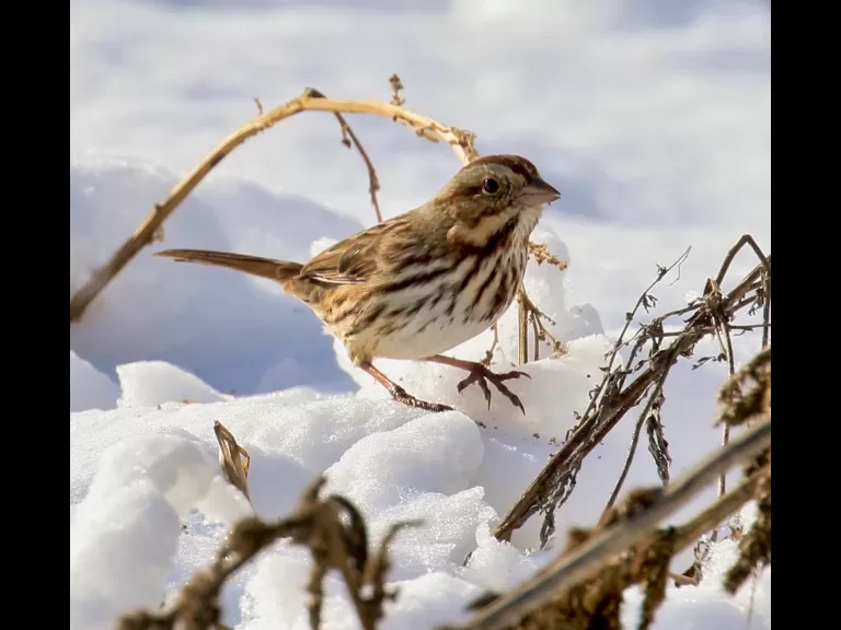 An American goldfinch at Breakneck Hill Conservation Land in Southborough, photographed by Steve Forman.