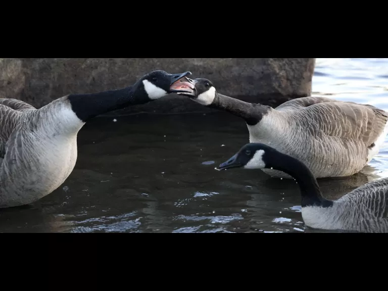 Canada geese at Hager Pond in Marlborough, photographed by Steve Forman.