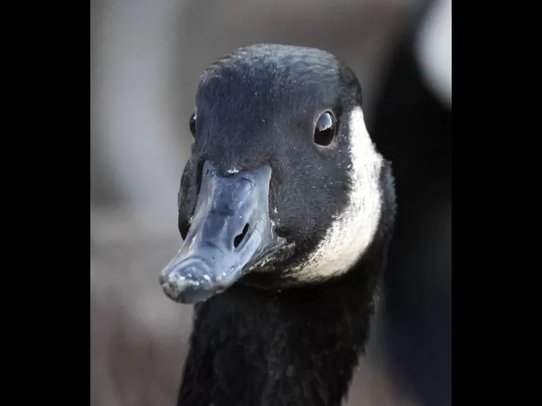 Canada geese at Hager Pond in Marlborough, photographed by Steve Forman.