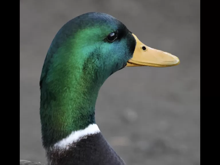 Canada geese at Hager Pond in Marlborough, photographed by Steve Forman.