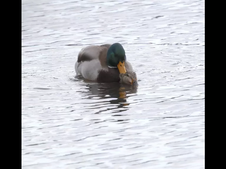 Canada geese at Hager Pond in Marlborough, photographed by Steve Forman.