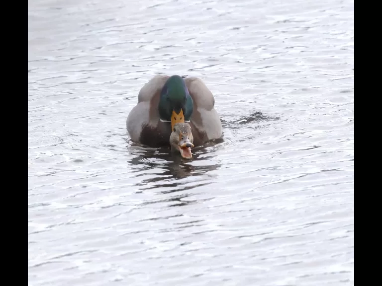 Canada geese at Hager Pond in Marlborough, photographed by Steve Forman.