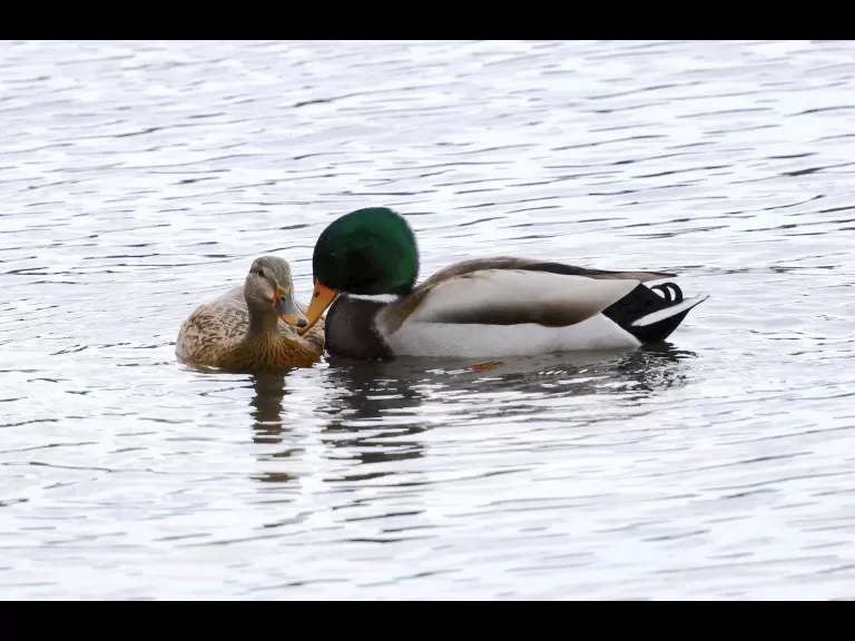 Canada geese at Hager Pond in Marlborough, photographed by Steve Forman.