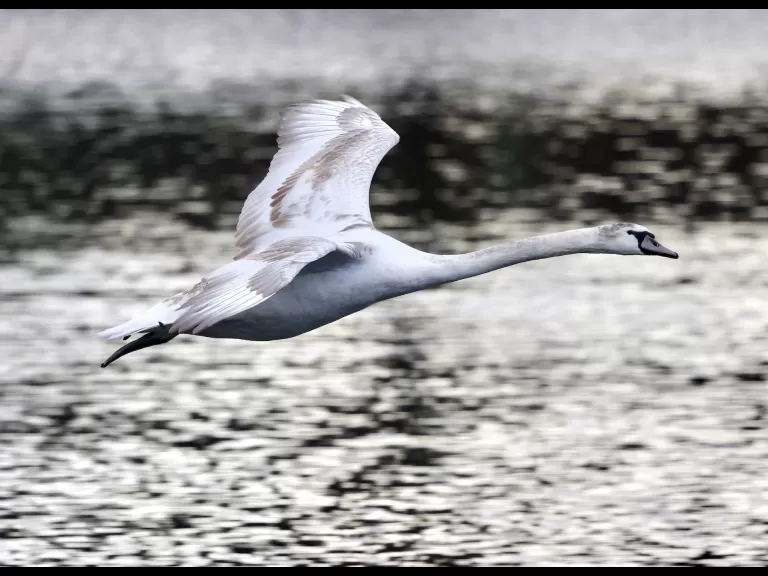 Canada geese at Hager Pond in Marlborough, photographed by Steve Forman.