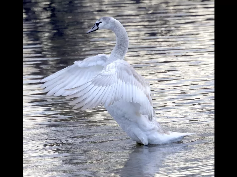 Canada geese at Hager Pond in Marlborough, photographed by Steve Forman.