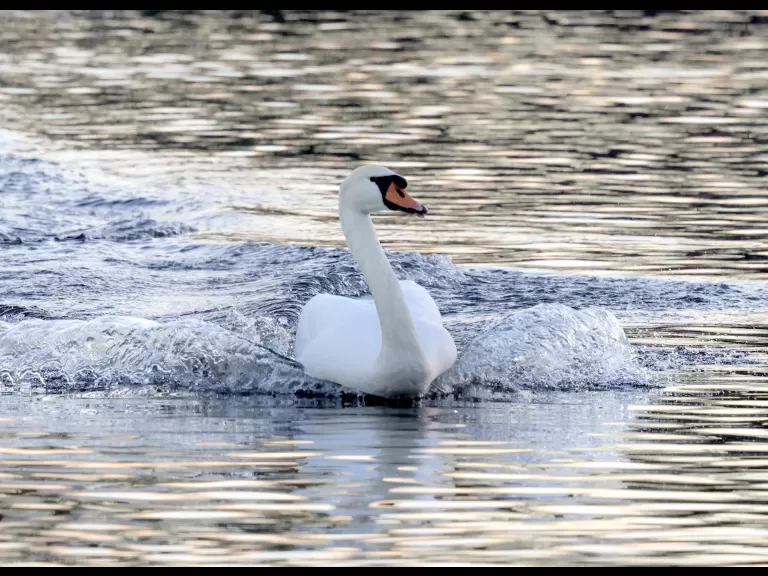 Canada geese at Hager Pond in Marlborough, photographed by Steve Forman.