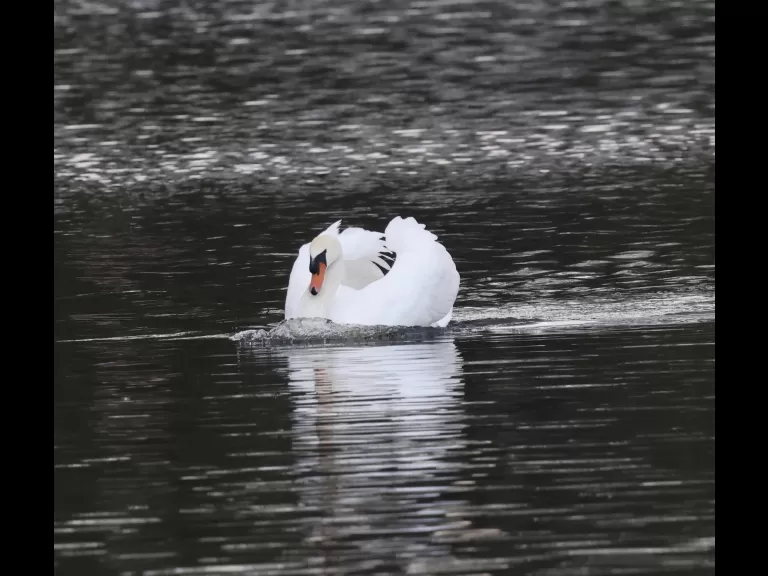 Canada geese at Hager Pond in Marlborough, photographed by Steve Forman.