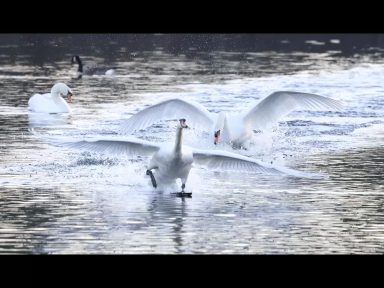 Canada geese at Hager Pond in Marlborough, photographed by Steve Forman.