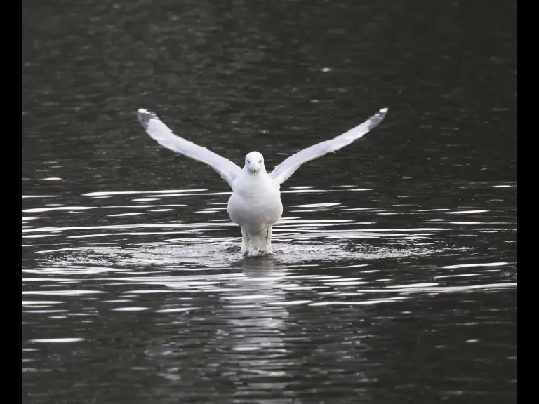 Canada geese at Hager Pond in Marlborough, photographed by Steve Forman.