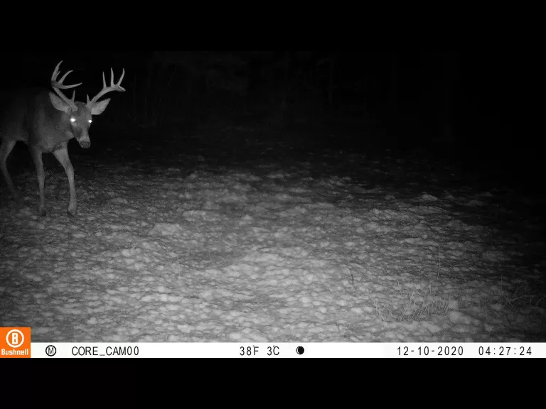 A white-tailed deer in Sudbury, photographed with an automatically triggered wildlife camera by Tom McGowan.
