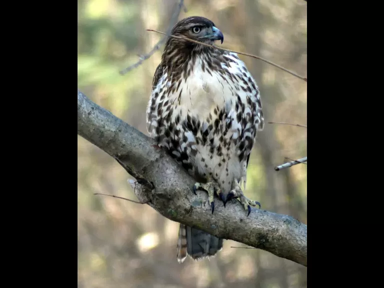 A red-tailed hawk in Lincoln, photographed by Harold McAleer.