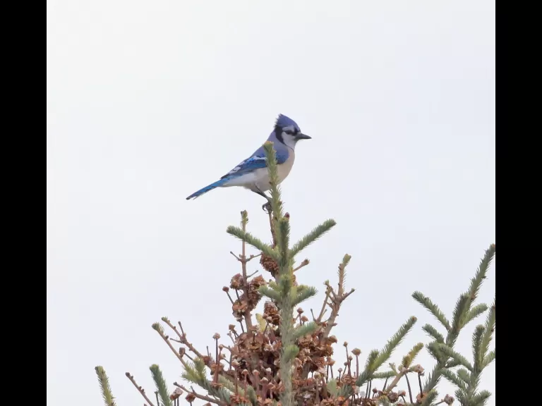 A blue jay in Southborough, photographed by Steve Forman.