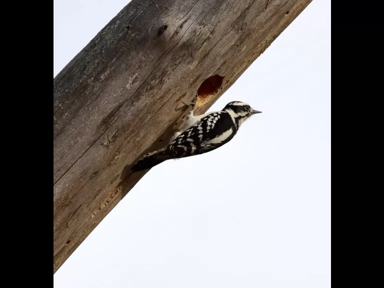 A downy woodpecker at Breakneck Hill Conservation Land in Southborough, photographed by Steve Forman.