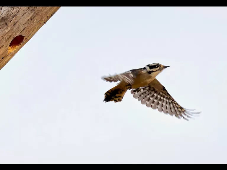 A downy woodpecker at Breakneck Hill Conservation Land in Southborough, photographed by Steve Forman.