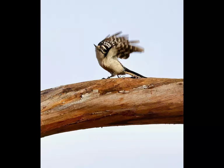 A downy woodpecker at Breakneck Hill Conservation Land in Southborough, photographed by Steve Forman.