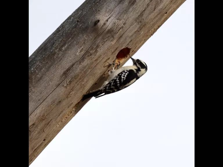 A downy woodpecker at Breakneck Hill Conservation Land in Southborough, photographed by Steve Forman.