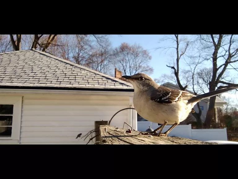 A northern mockingbird in Maynard, photographed by William Watt.