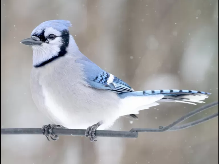 A blue jay in Framingham, photographed by Steve Forman.