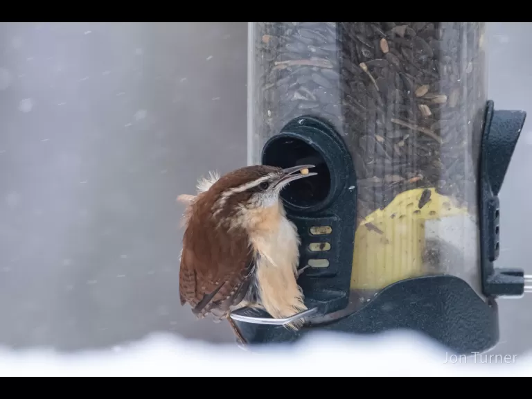 An eastern bluebird in Bolton, photographed by Jon Turner.