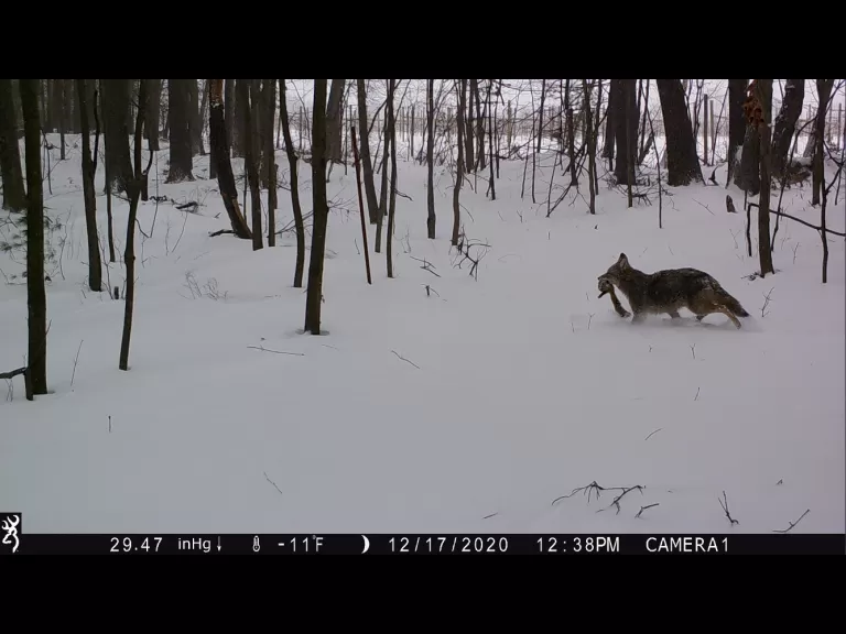 A coyote in Harvard, photographed with an automatically triggered wildlife camera by Steve Cumming.