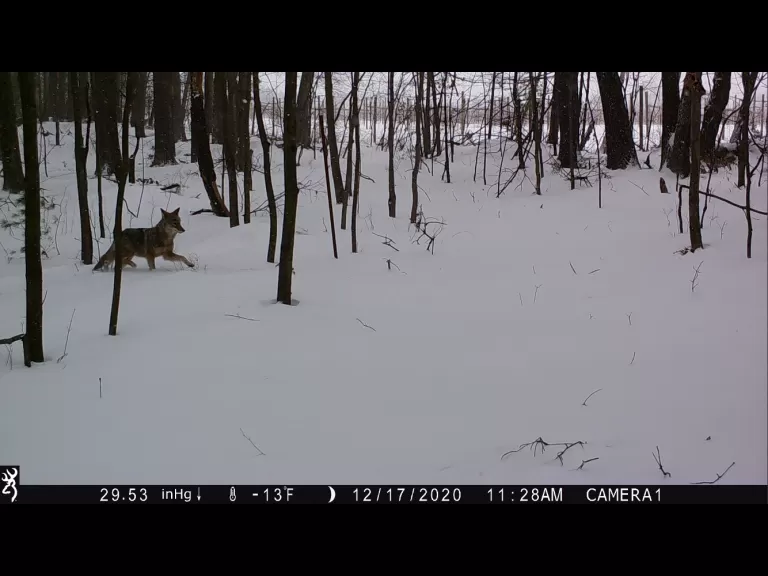 A coyote in Harvard, photographed with an automatically triggered wildlife camera by Steve Cumming.