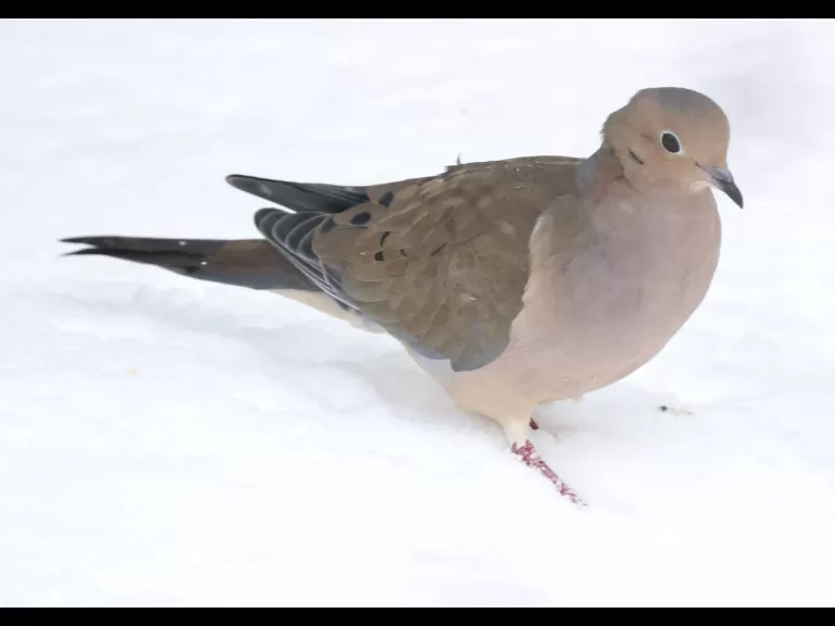 A blue jay in Framingham, photographed by Steve Forman.
