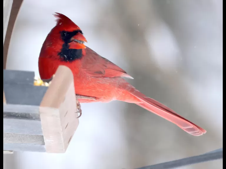 A blue jay in Framingham, photographed by Steve Forman.