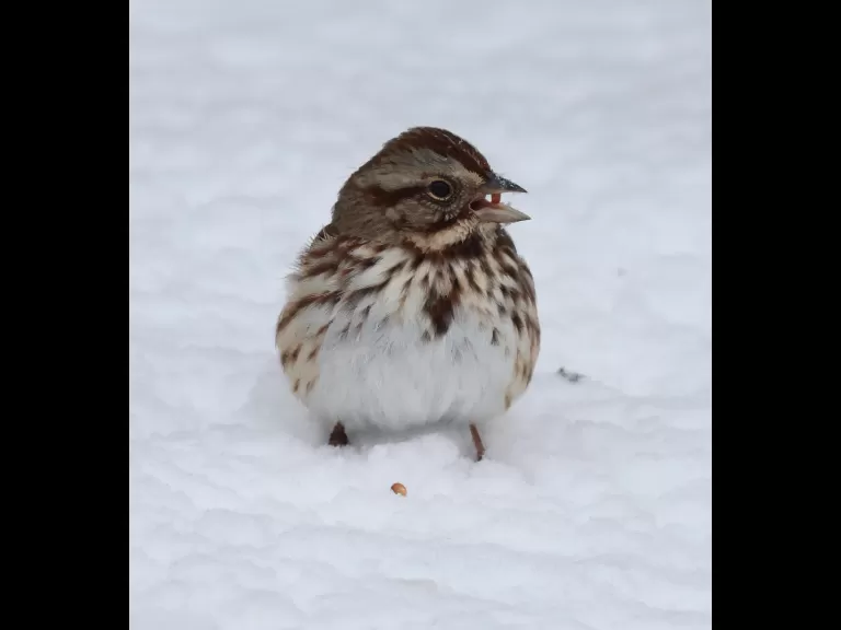 A blue jay in Framingham, photographed by Steve Forman.