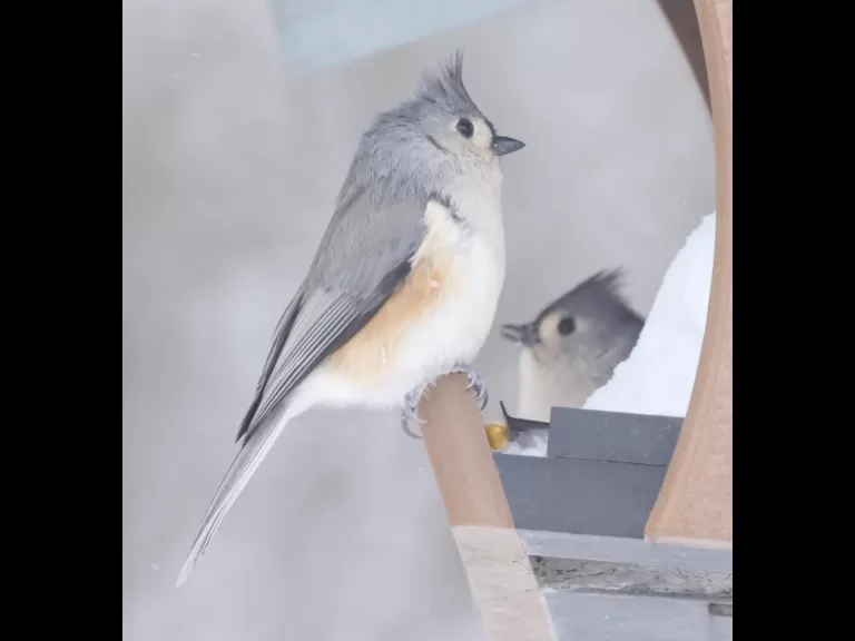 A blue jay in Framingham, photographed by Steve Forman.