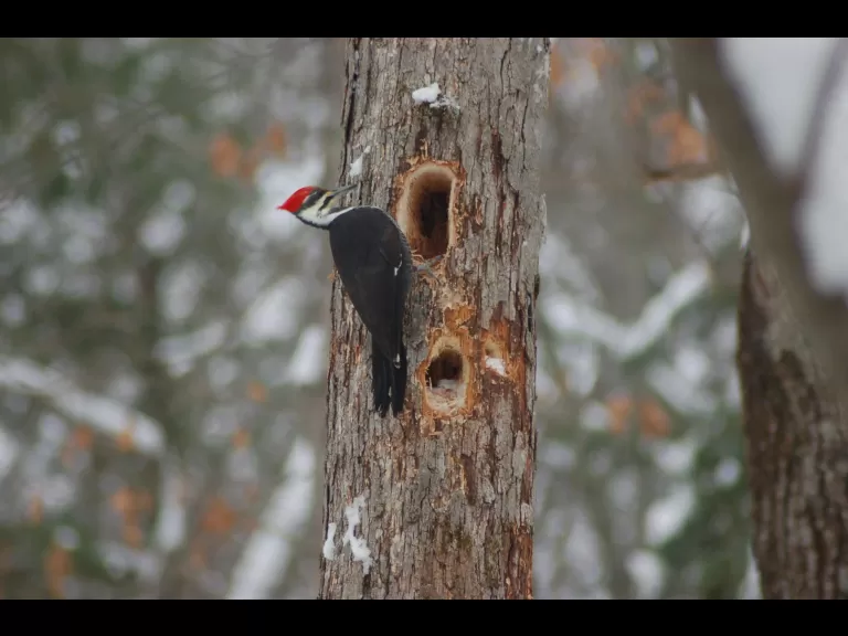 A pileated woodpecker in Wayland, photographed by Joy Viola.